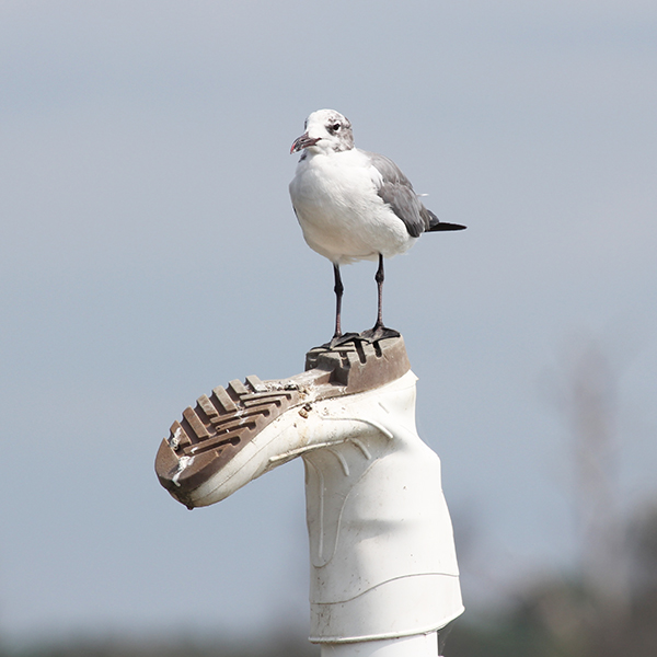 Laughing Gull