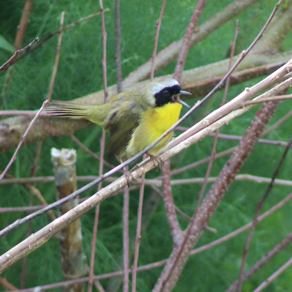 Common Yellowthroat