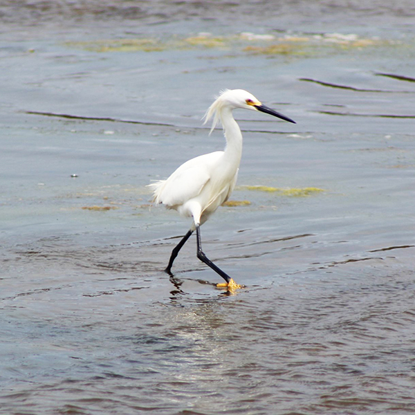 Snowy Egret