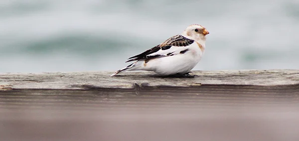 Snow Bunting