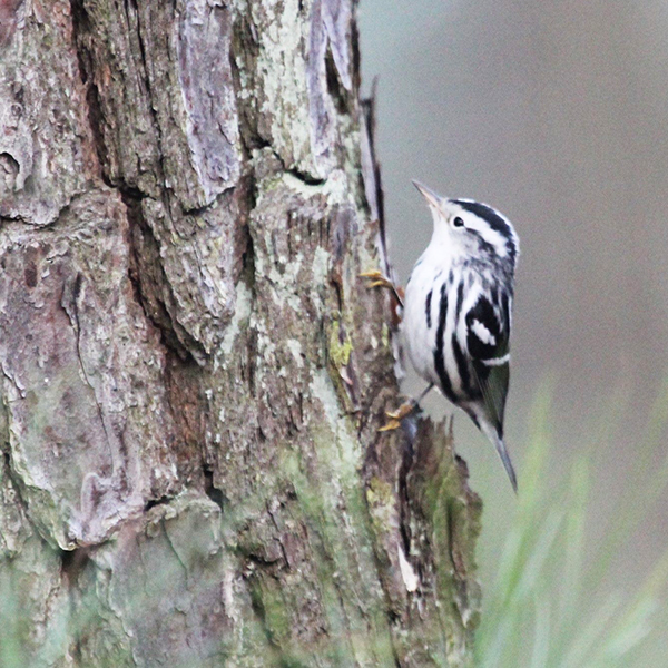 Black-and-white Warbler