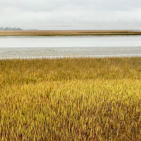 top-virginia-birding