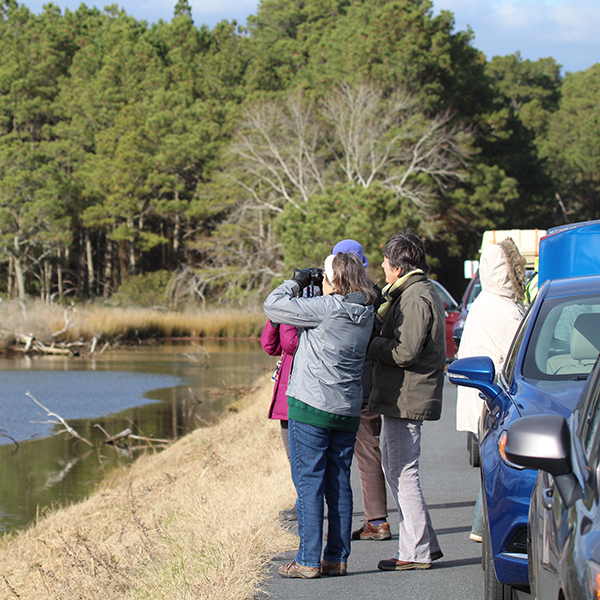 birding-chincoteague-virginia.jpg