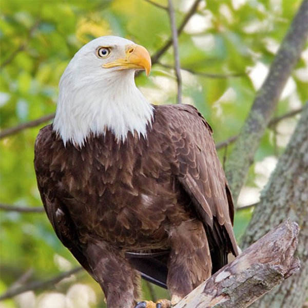 where-to-see-birds-accomack-virginia.png