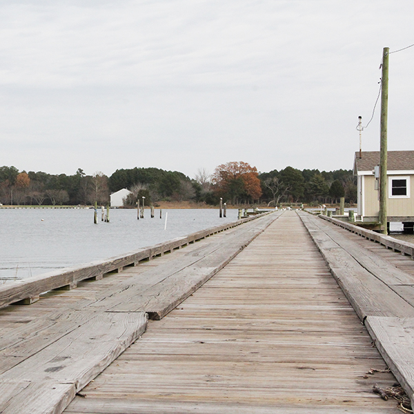 where-to-see-birds-virginia.jpg