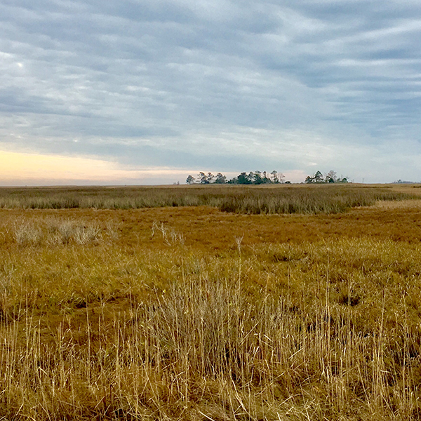 best-birding-accomack.jpg