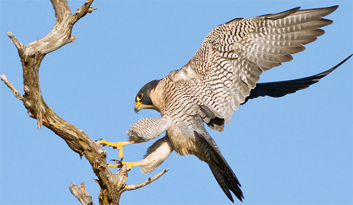Peregrine Falcon, Photo by Robert W. Schamerhorn