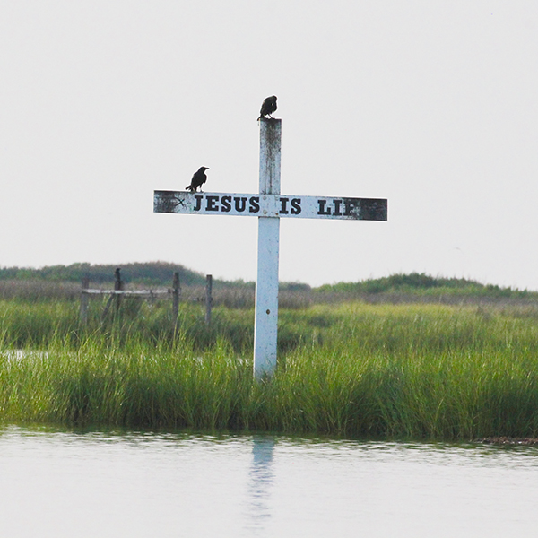 birding-tangier-island.jpg