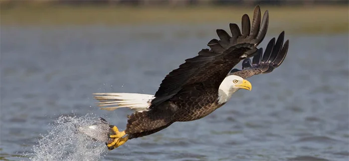 Bald Eagle. Photo by, Robert W. Schamerhorn