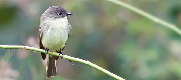 Eastern Phoebe, Photo: Robert W. Schamerhorn