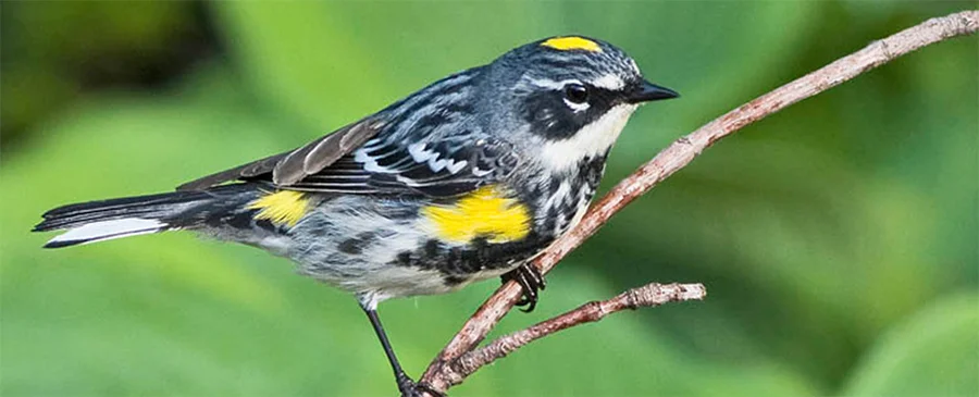 Yellow-rumped Warbler, Photo: Robert W. Schamerhorn