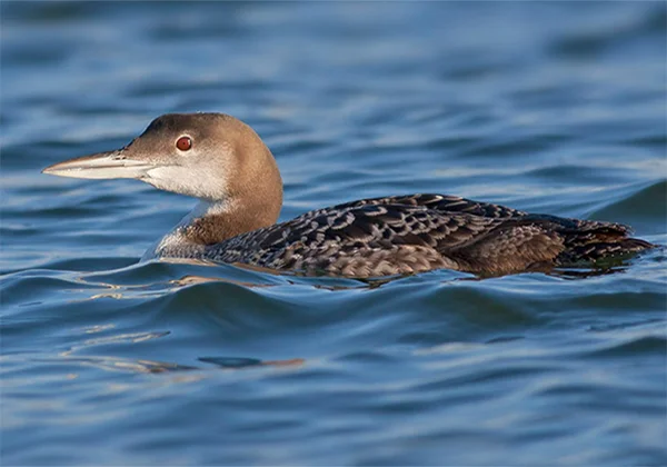 Common Loon, Photo: Robert W. Schamerhorn