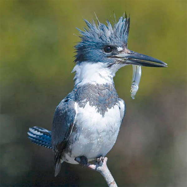 Belted Kingfisher