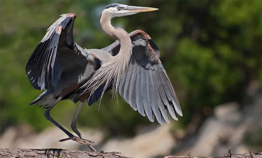 Great Blue Heron, Photo: Robert W. Schamerhorn