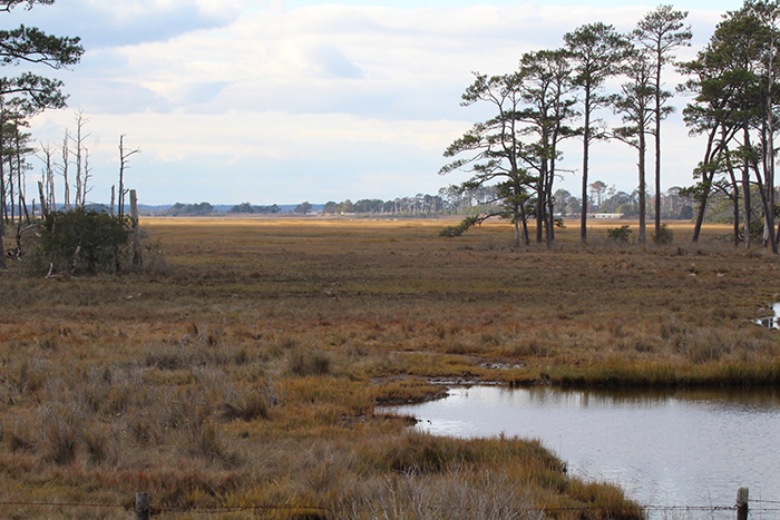 bird-chincoteague-island.jpg