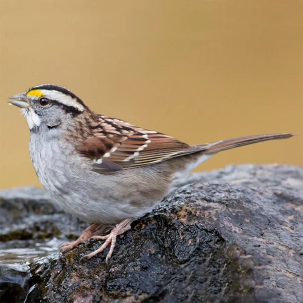 white-throated-sparrow.jpg