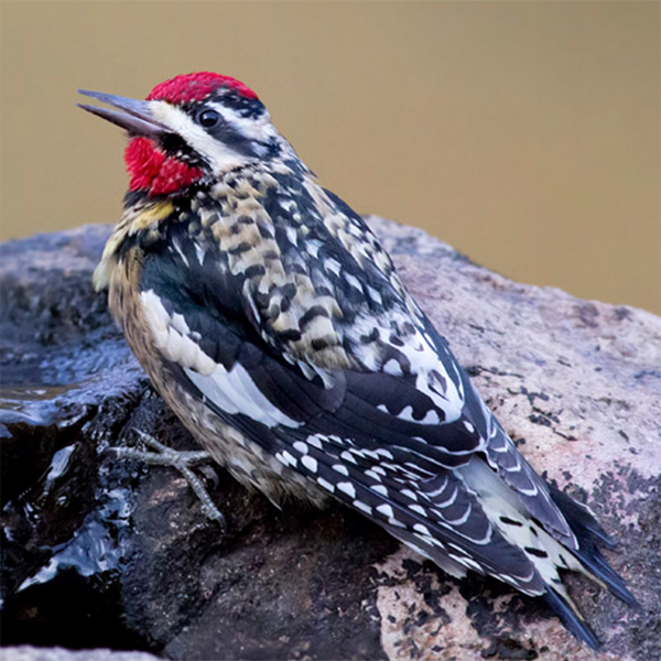yellow-belied-sapsucker-bird.jpg