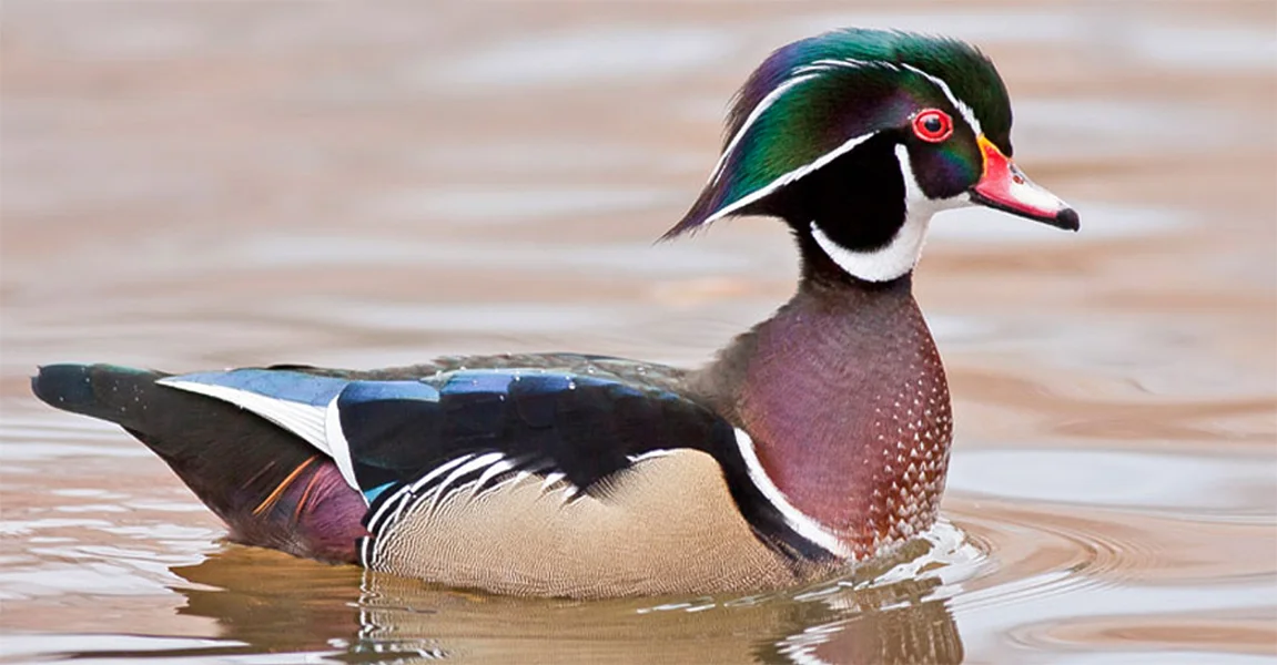 Wood Duck, Photo by Robert W. Schamerhorn