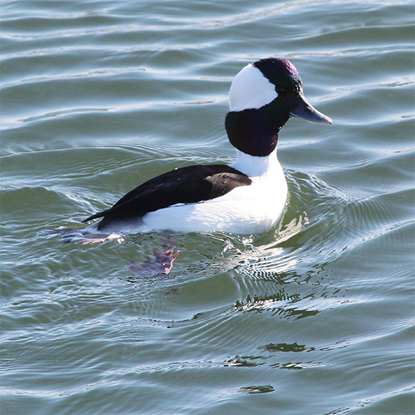 Buffelhead