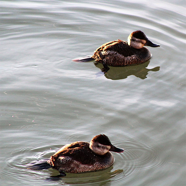 Ruddy Ducks