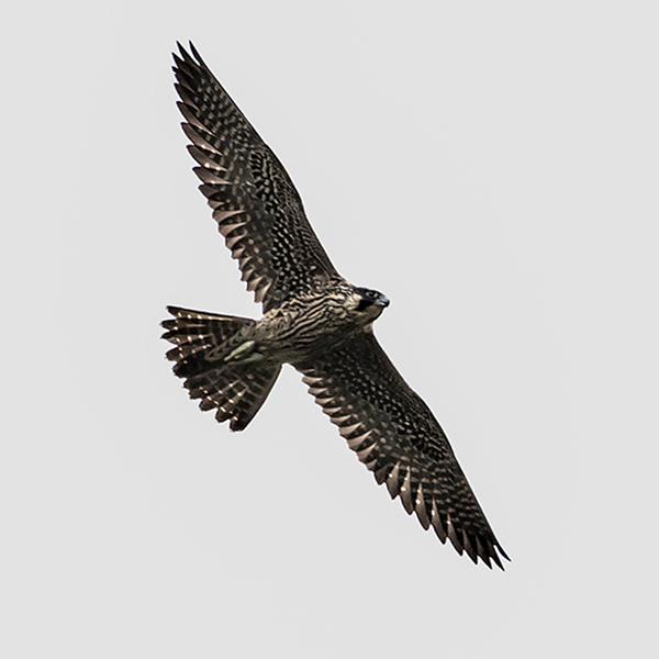 Peregrine Falcon by Steve Thornhill, Courtesy CVWO