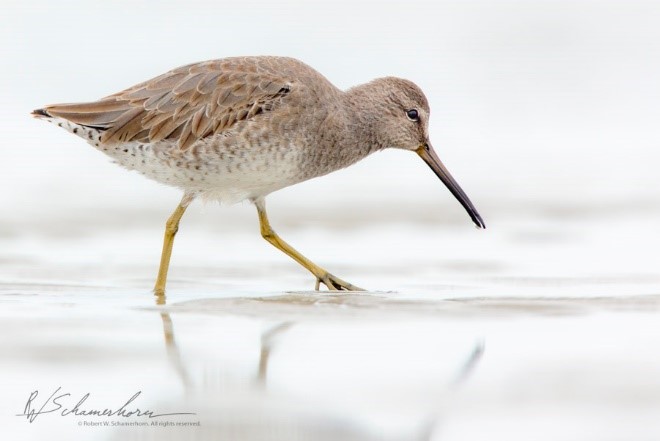 Dunlin Blog.jpg