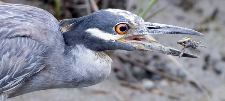 Yellow-crowned Night-Heron, Photo: Robert W. Schamerhorn