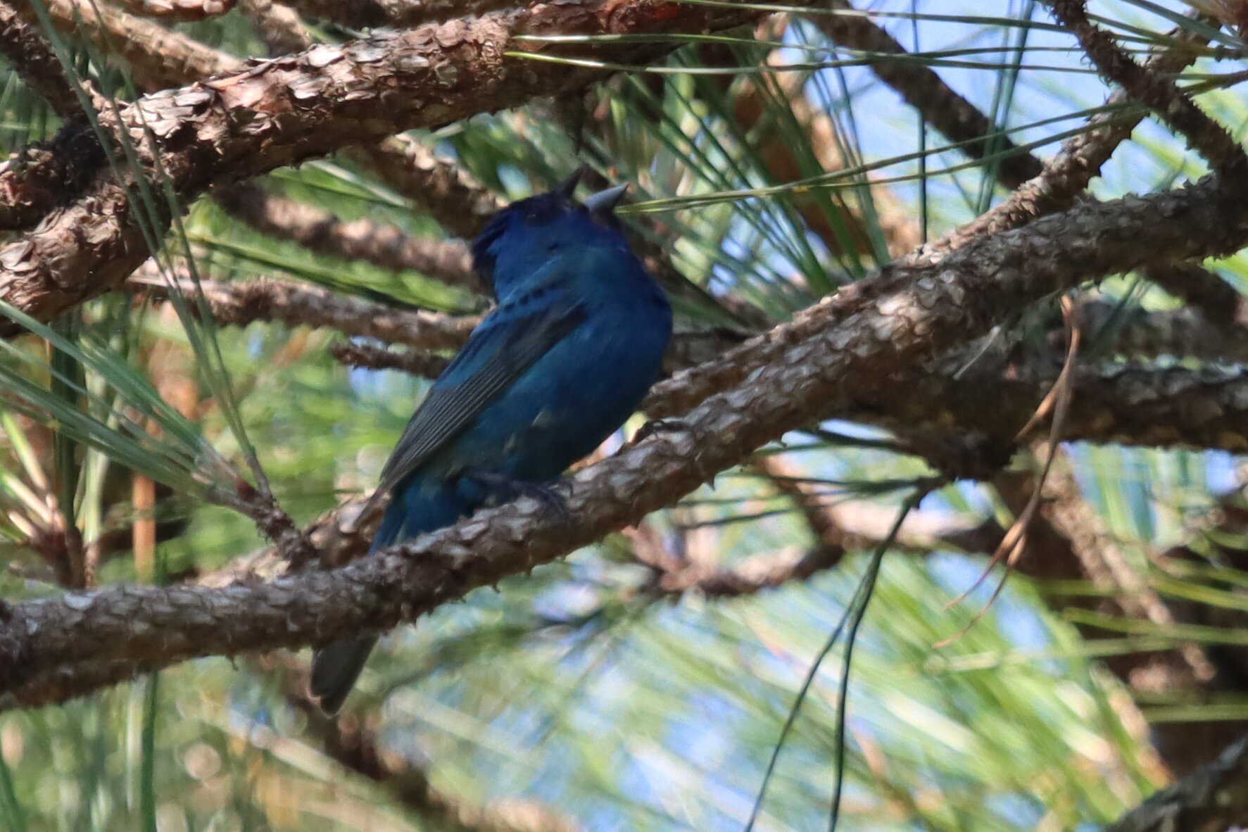 Indigo Bunting