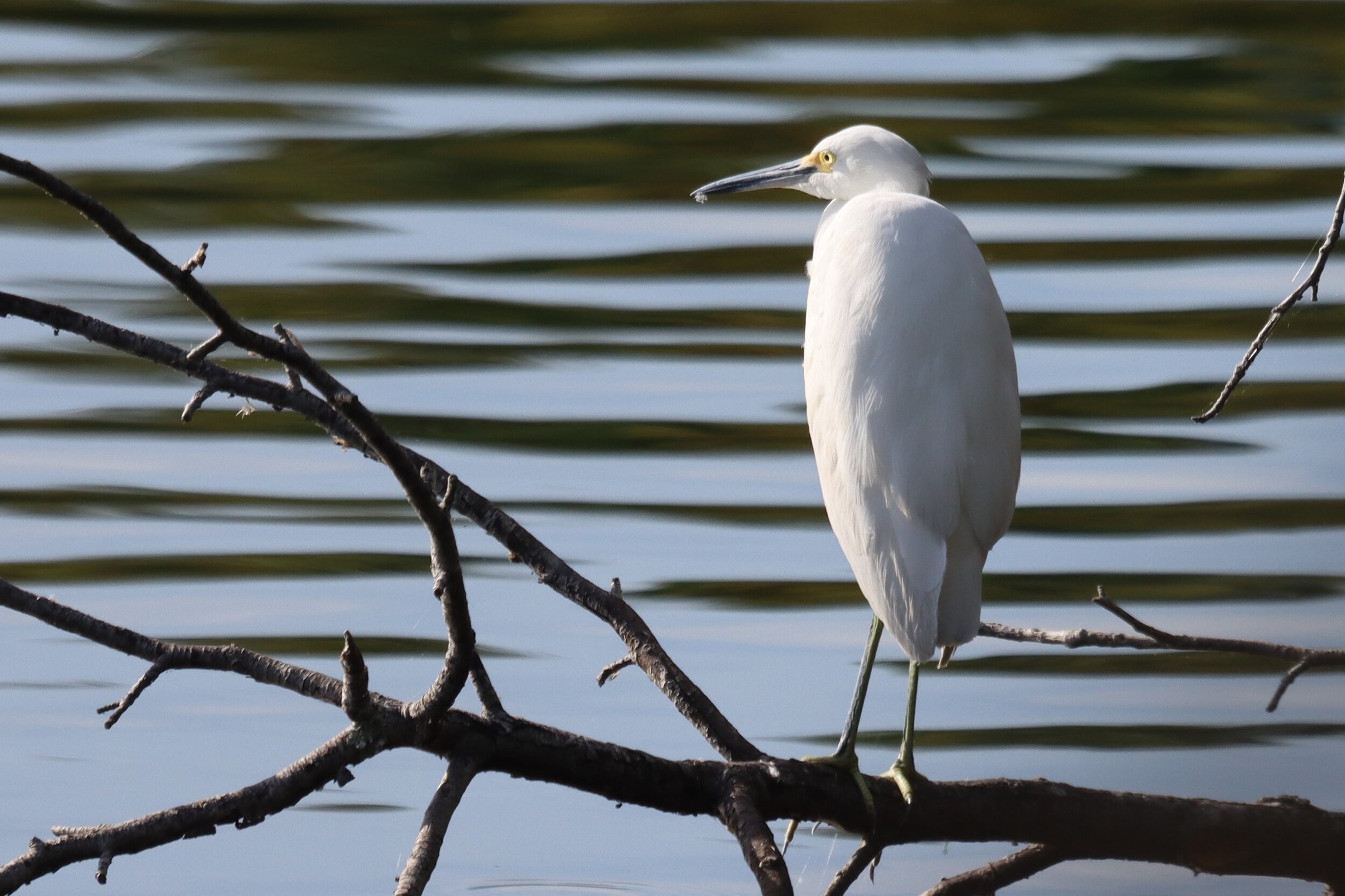 Little Blue heron