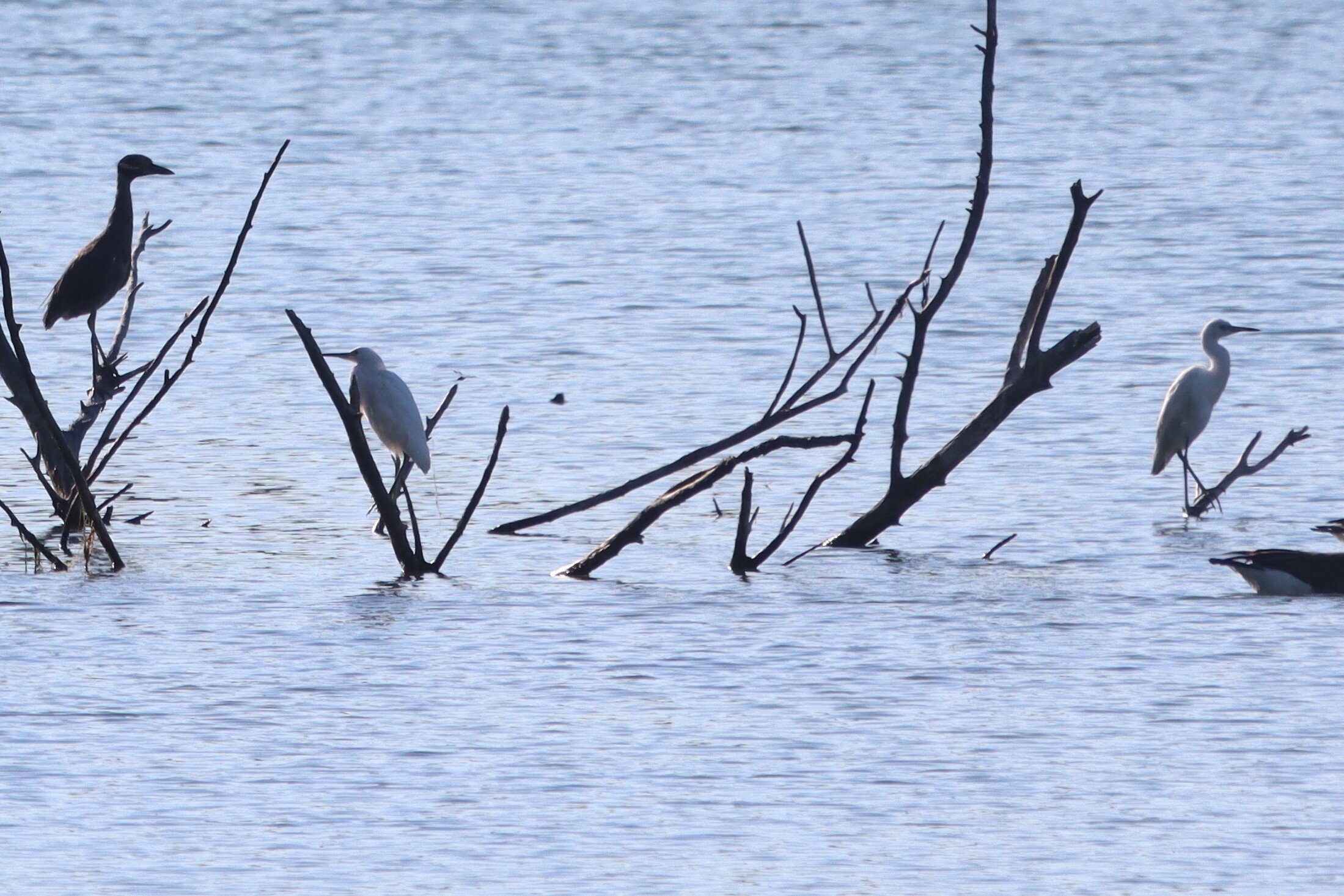 Night herons and egrets 9-3-2020.JPG