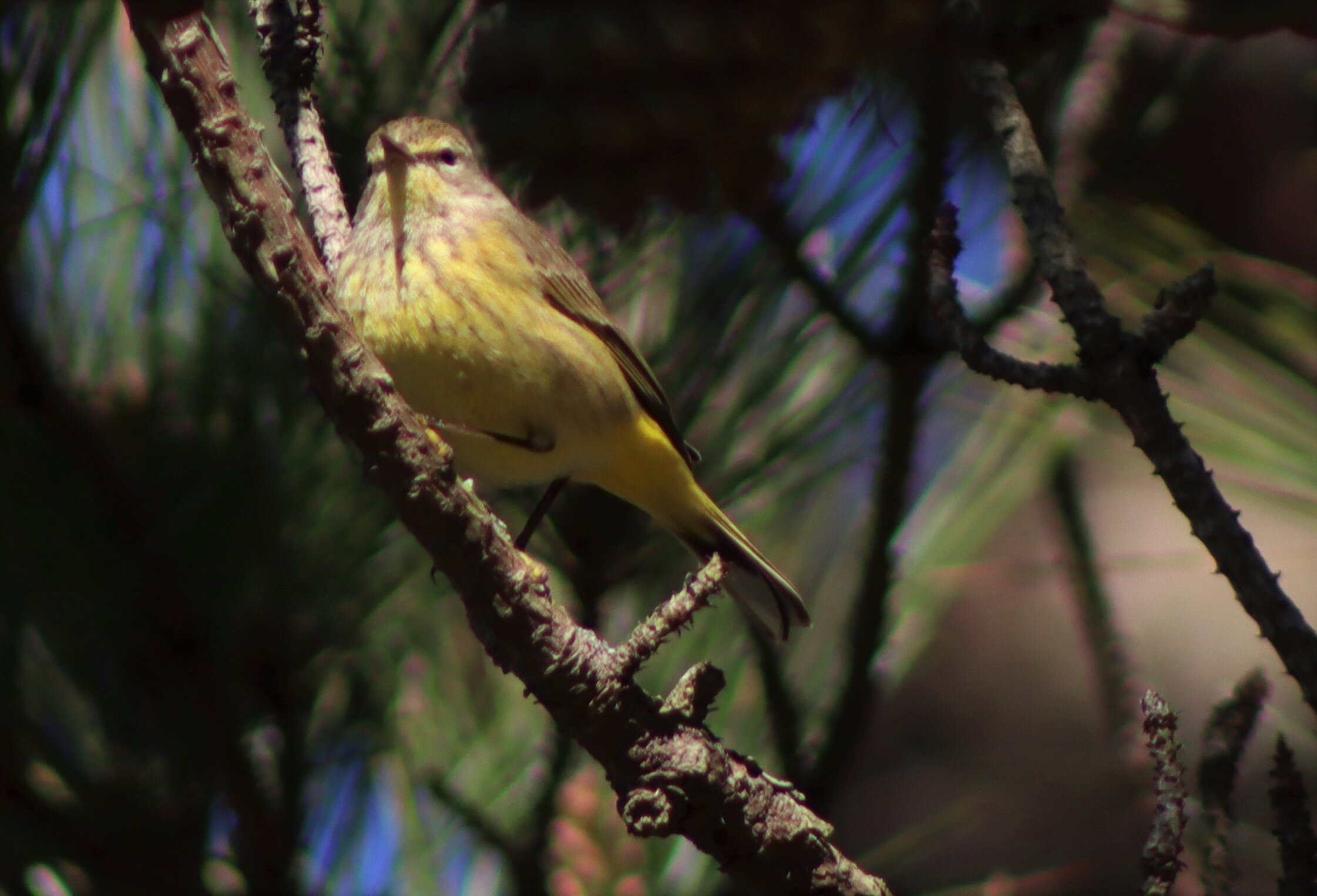 Palm Warbler