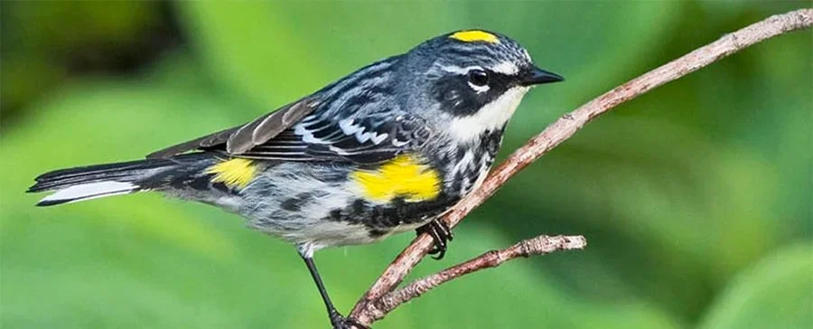 yellow-rumped-warbler-eastern-shore.jpg