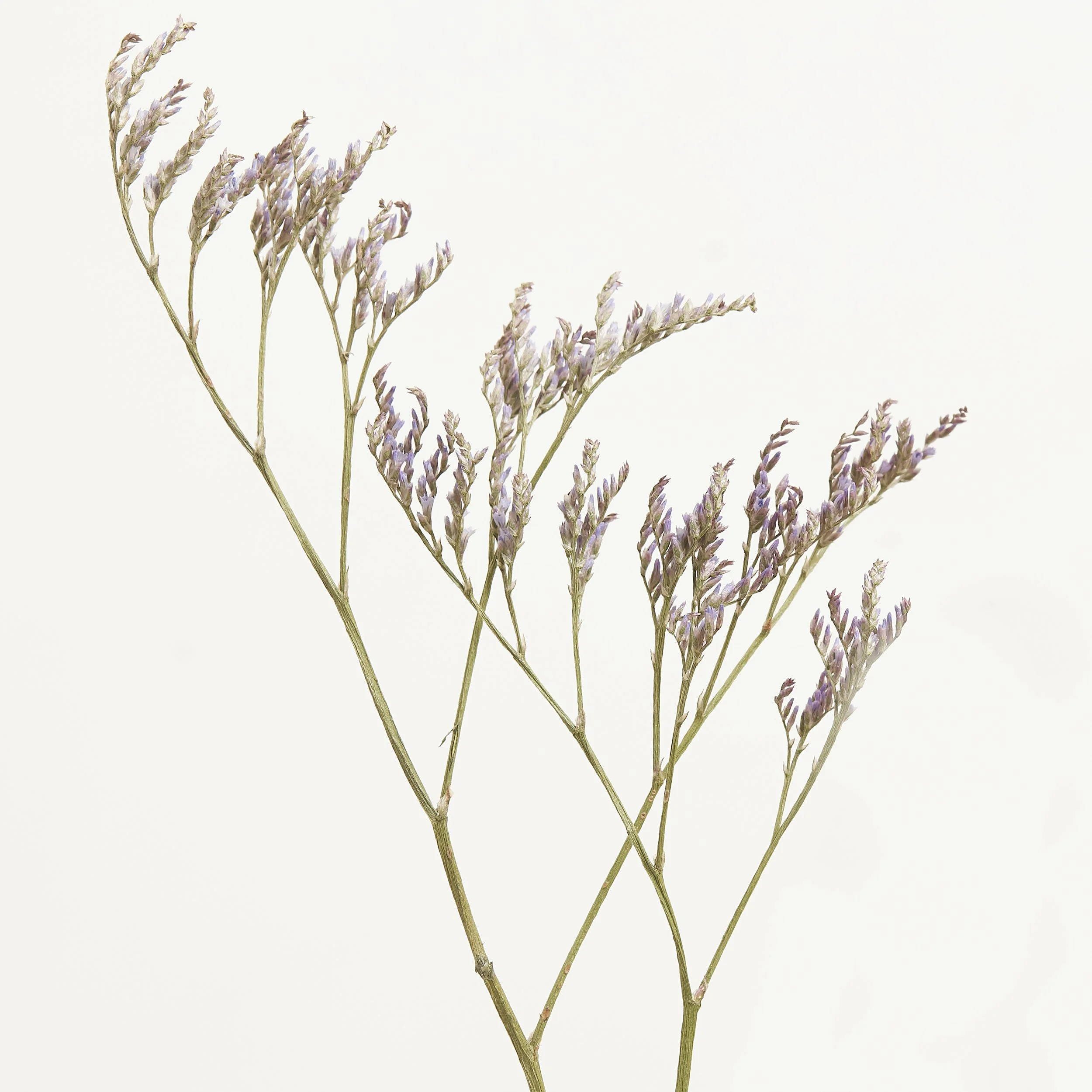 FLORA_JUNE_2_20240471.jpg