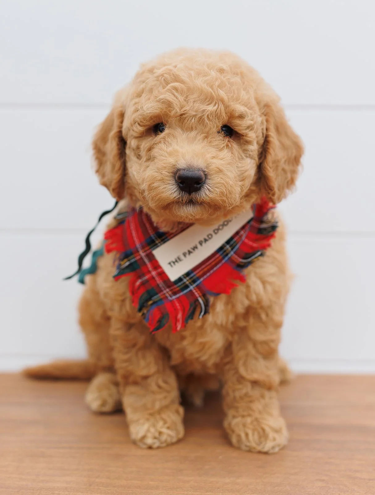 English Toy Goldendoodles — The Paw Pad Doodles