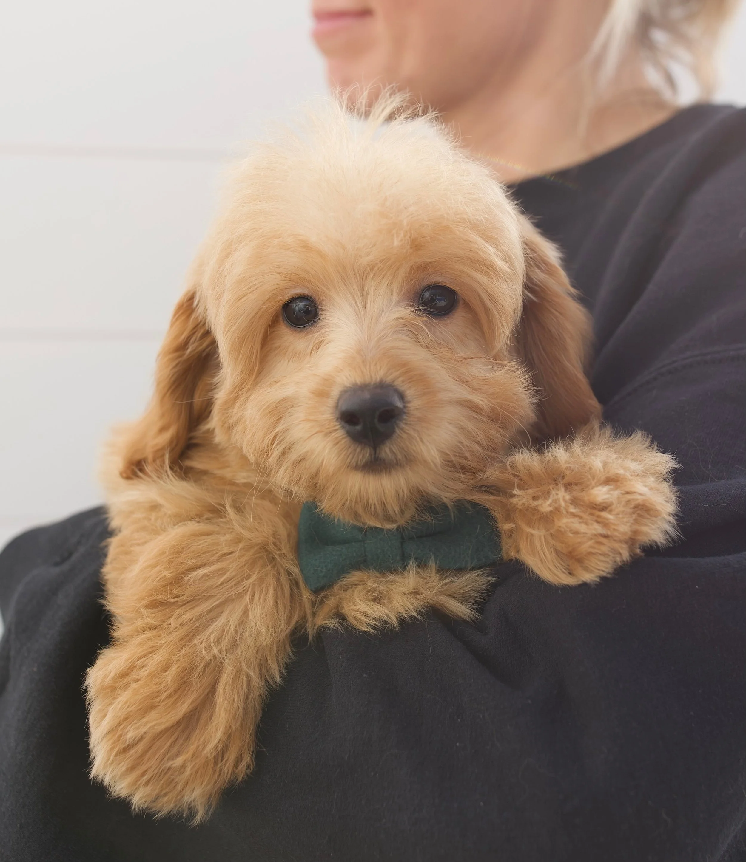 English Toy Goldendoodles — The Paw Pad Doodles