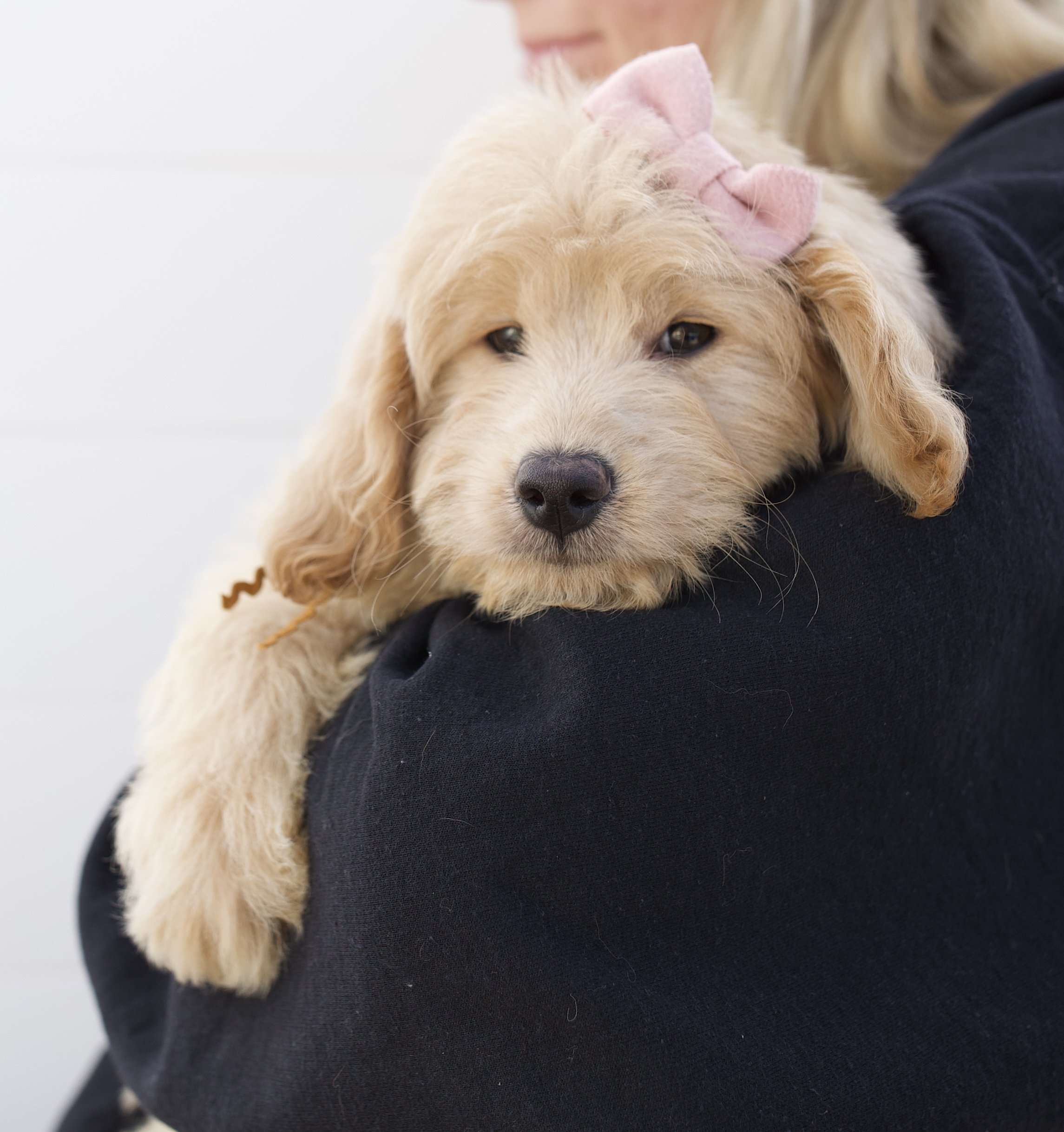 English Toy Goldendoodles — The Paw Pad Doodles
