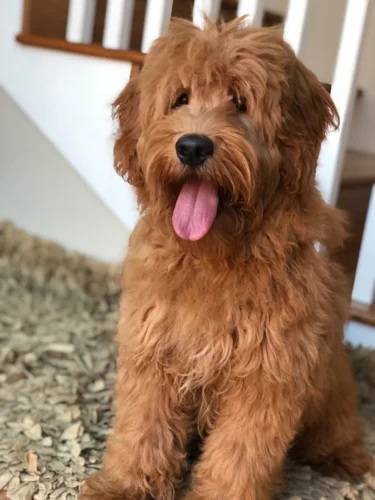 golden doodle pad
