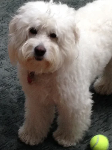Christine, 1000 Thank you's for our green ribbon girl- aka Daisy. We could not ask for a better breeder or dog!! We truly only have positive things to say about you and PPD (Paw Pad Doodles). Daisy is funny, smart, kind and adds many laughs into our house. You are top notch as a breeder with your integrity and professionalism. I would recommend a PPD to anyone who asks. Having Daisy and PPD in our life has added SO much- thank you!!! Thanks again, Ellen