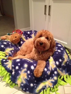 Here is a picture of our wonderful pawpad doodle, Murphy, who is 15 months old. She is sweet, smart and loves people. Thanks for breeding such wonderful dogs. Fred S