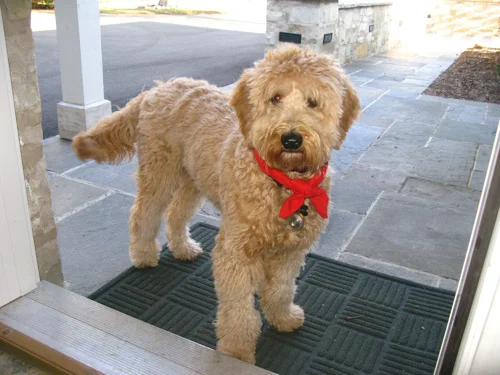 Hi Christine, We want to THANK YOU for sharing Emma with us. She has been a great fit for our family--very true to her scores! She has been the highlight of our year. Merry Christmas to you and your family! Libby B