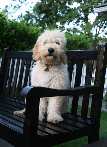 Well, I wanted you to see some photos of our wonderful dog Louie. We'd love to see them on your website. He has a great disposition, wonderful with kids, smart, and the best looking dog in town. Clearly PawPad knows how to breed Golden Doodles. There are two other families in our town who have come over to see Louie and will be contacting you shortly. We are so happy. Stuart G.
