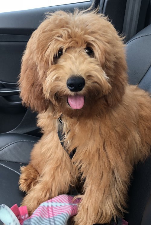 Prices + Sizes — The Paw Pad Doodles