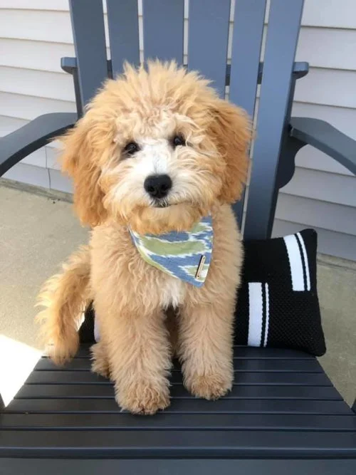 20 pound goldendoodle