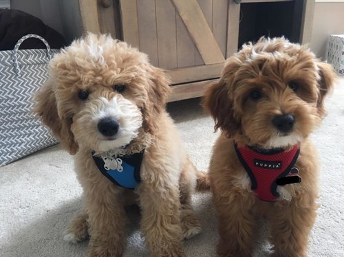 goldendoodle toy