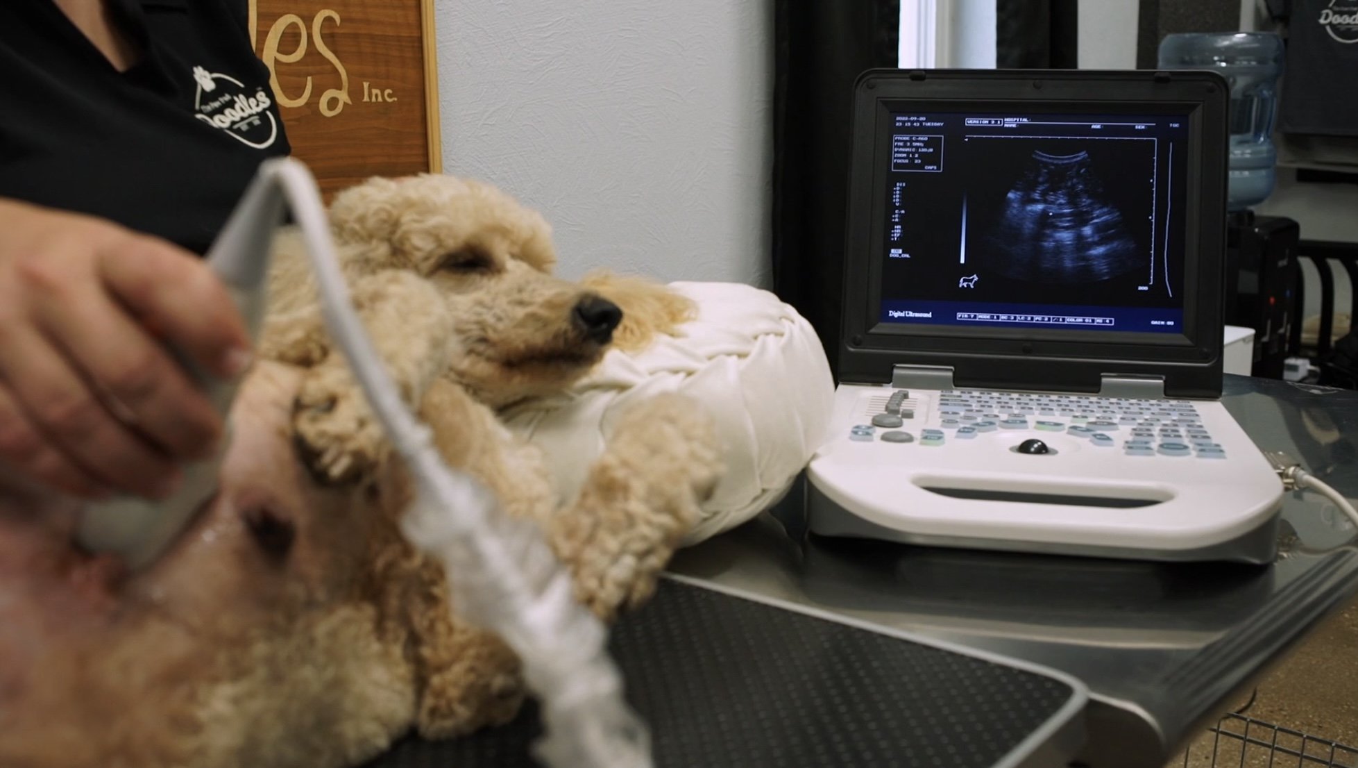 We cannot count exact number of puppies but we can get an idea of how many during our ultrasounds.