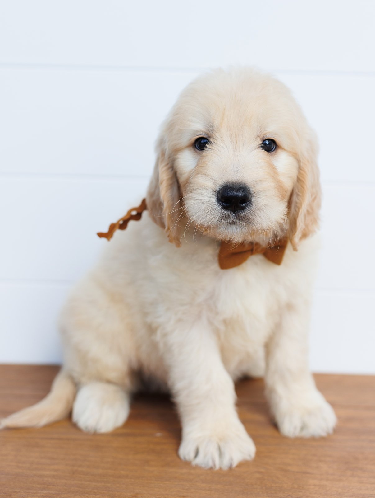 English Medium Goldendoodles — The Paw Pad Doodles