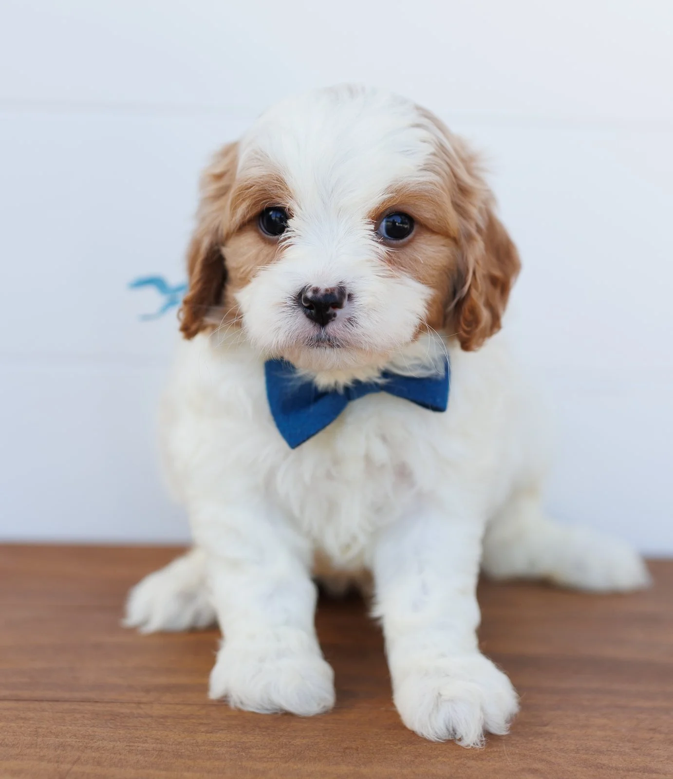 Prices + Sizes — The Paw Pad Doodles