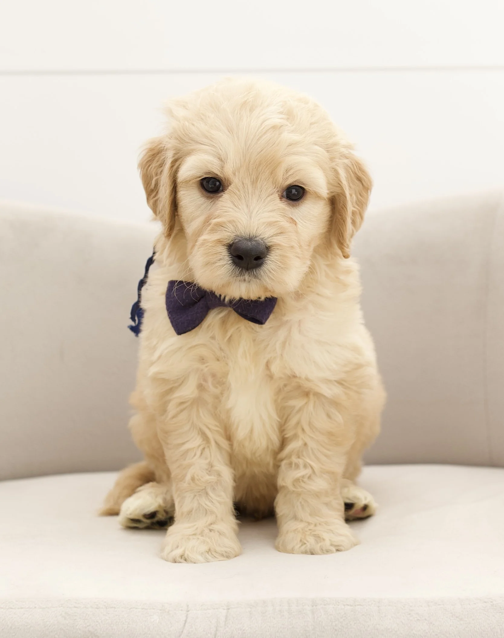 dark blue ribbon - week 5