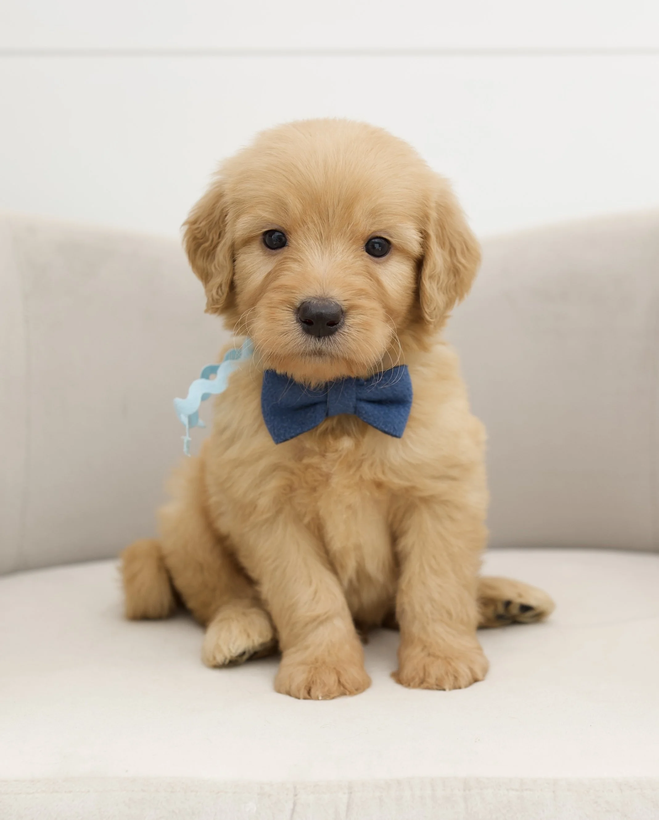 light blue ribbon - week 5