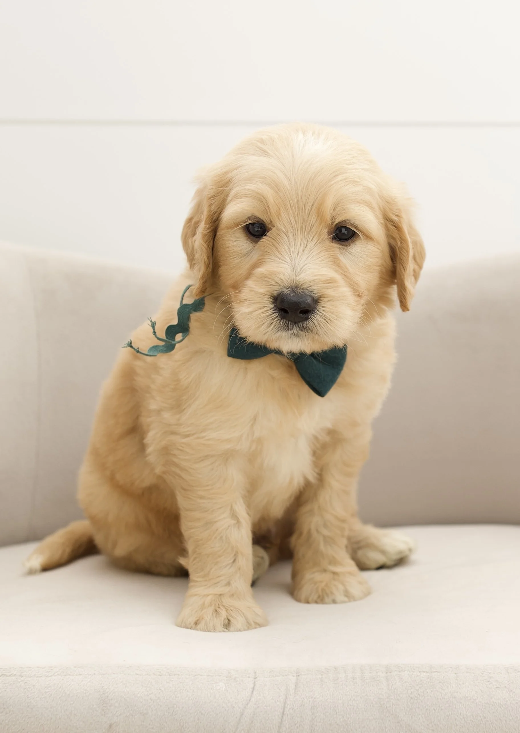 sea green ribbon - week 5